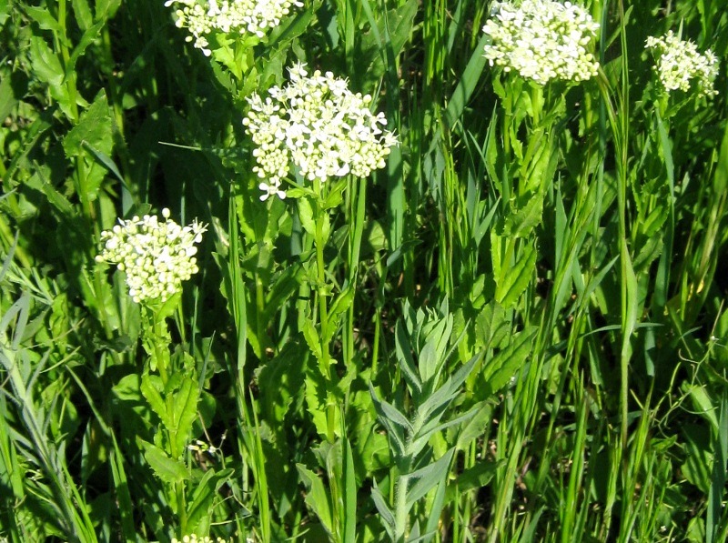 Image of Cardaria draba specimen.