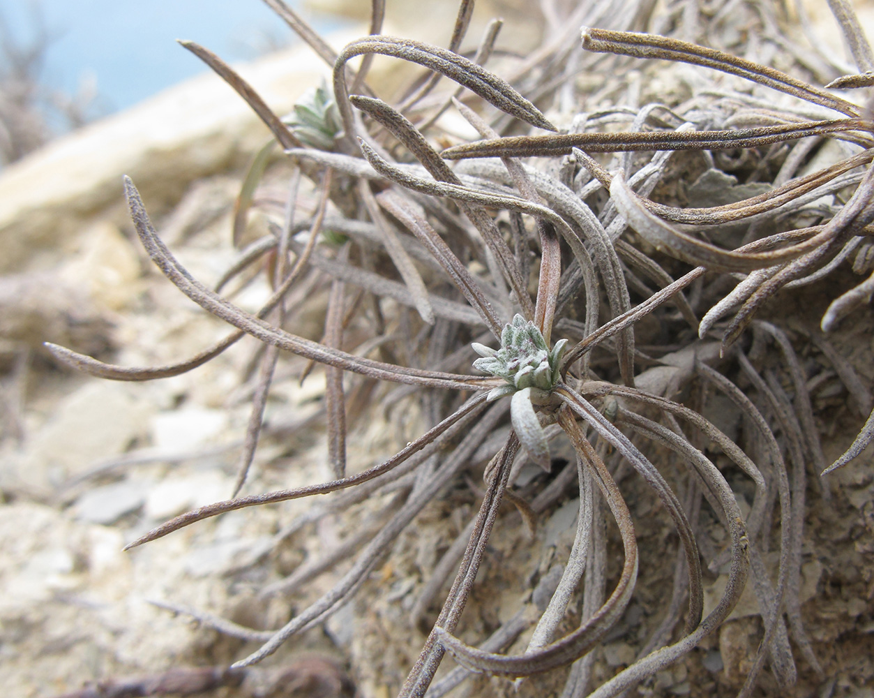 Image of Jurinea stoechadifolia specimen.