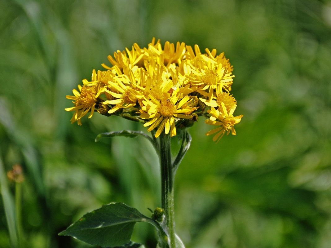 Изображение особи Tephroseris cladobotrys.