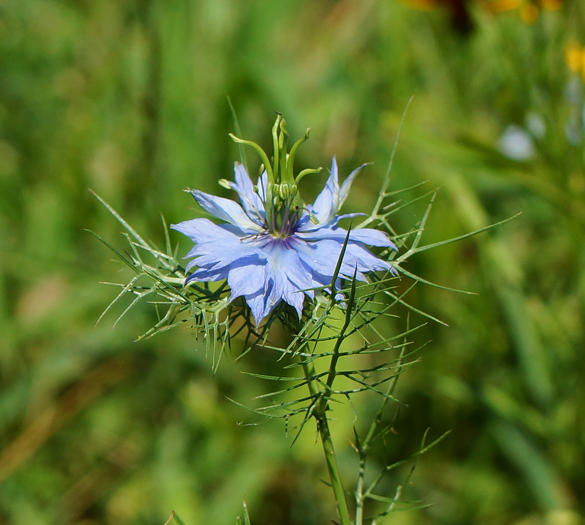 Image of Nigella damascena specimen.