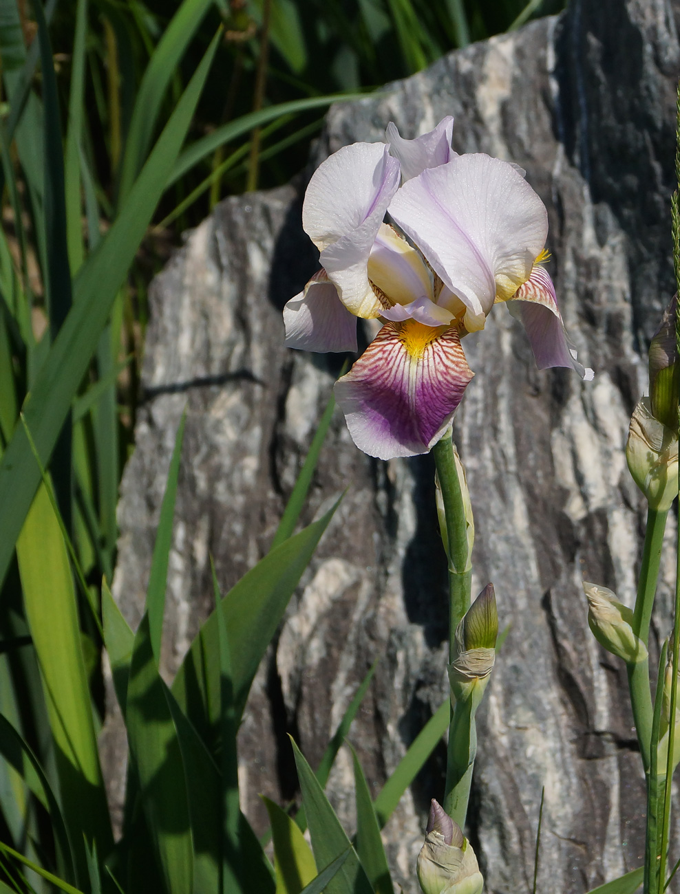 Изображение особи Iris &times; hybrida.