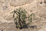 Cylindropuntia imbricata