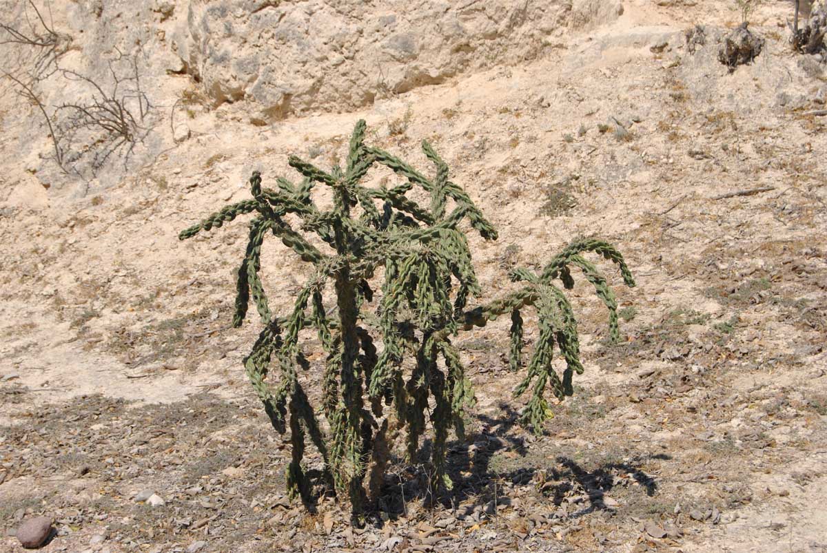 Изображение особи Cylindropuntia imbricata.