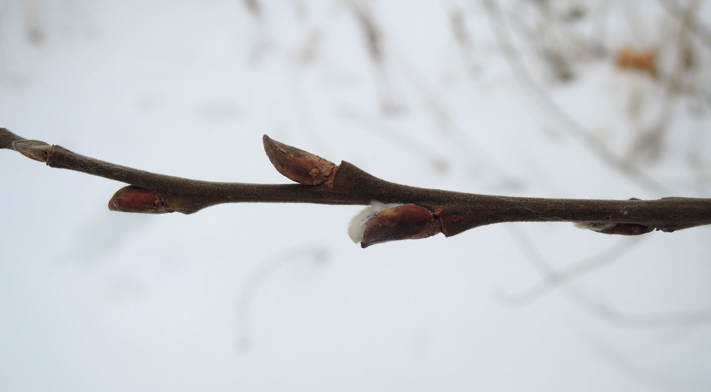 Image of Salix cinerea specimen.