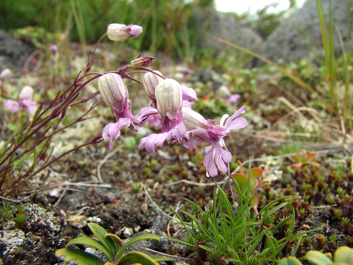 Изображение особи Silene stenophylla.