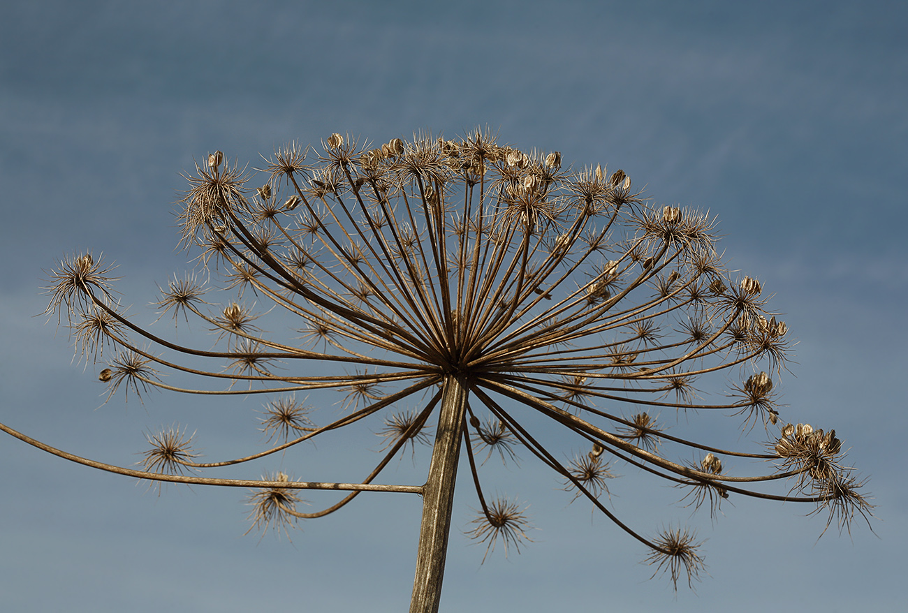 Image of Heracleum sosnowskyi specimen.