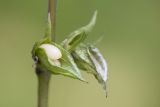 Melampyrum pratense