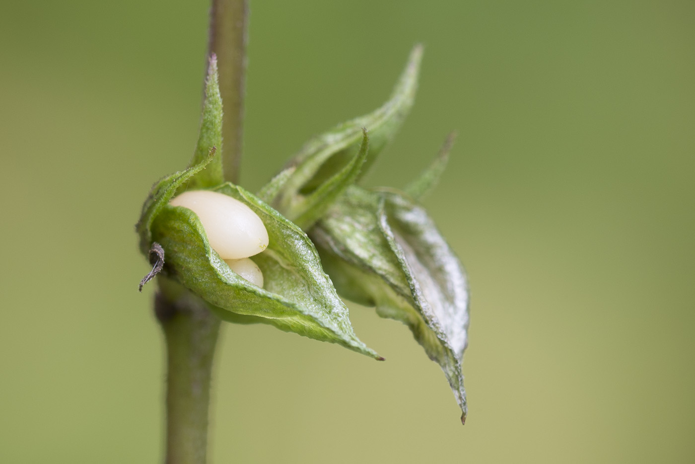 Изображение особи Melampyrum pratense.