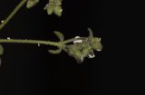 Minuartia geniculata