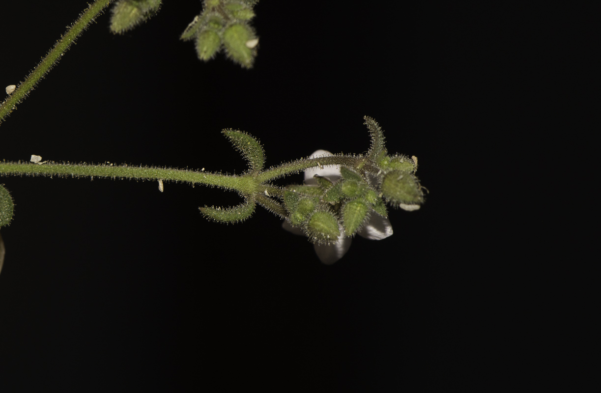 Image of Minuartia geniculata specimen.
