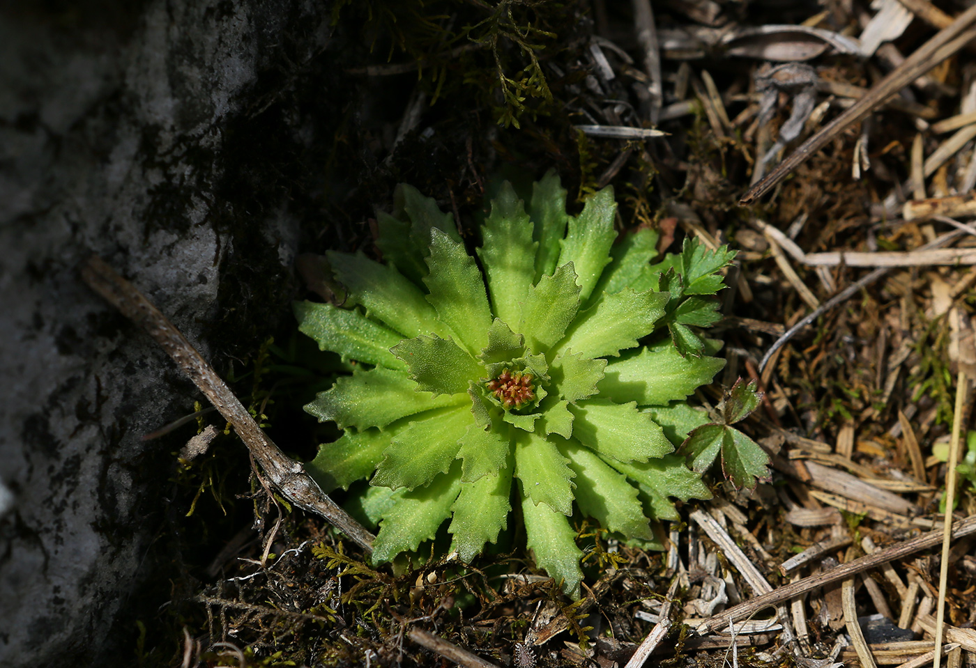 Image of Androsace septentrionalis specimen.