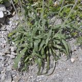 Jurinea mollis