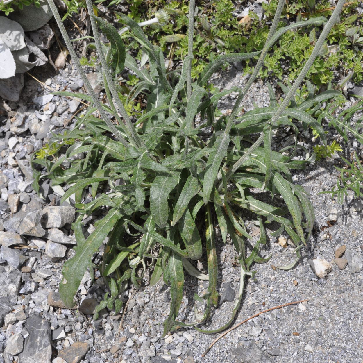 Image of Jurinea mollis specimen.