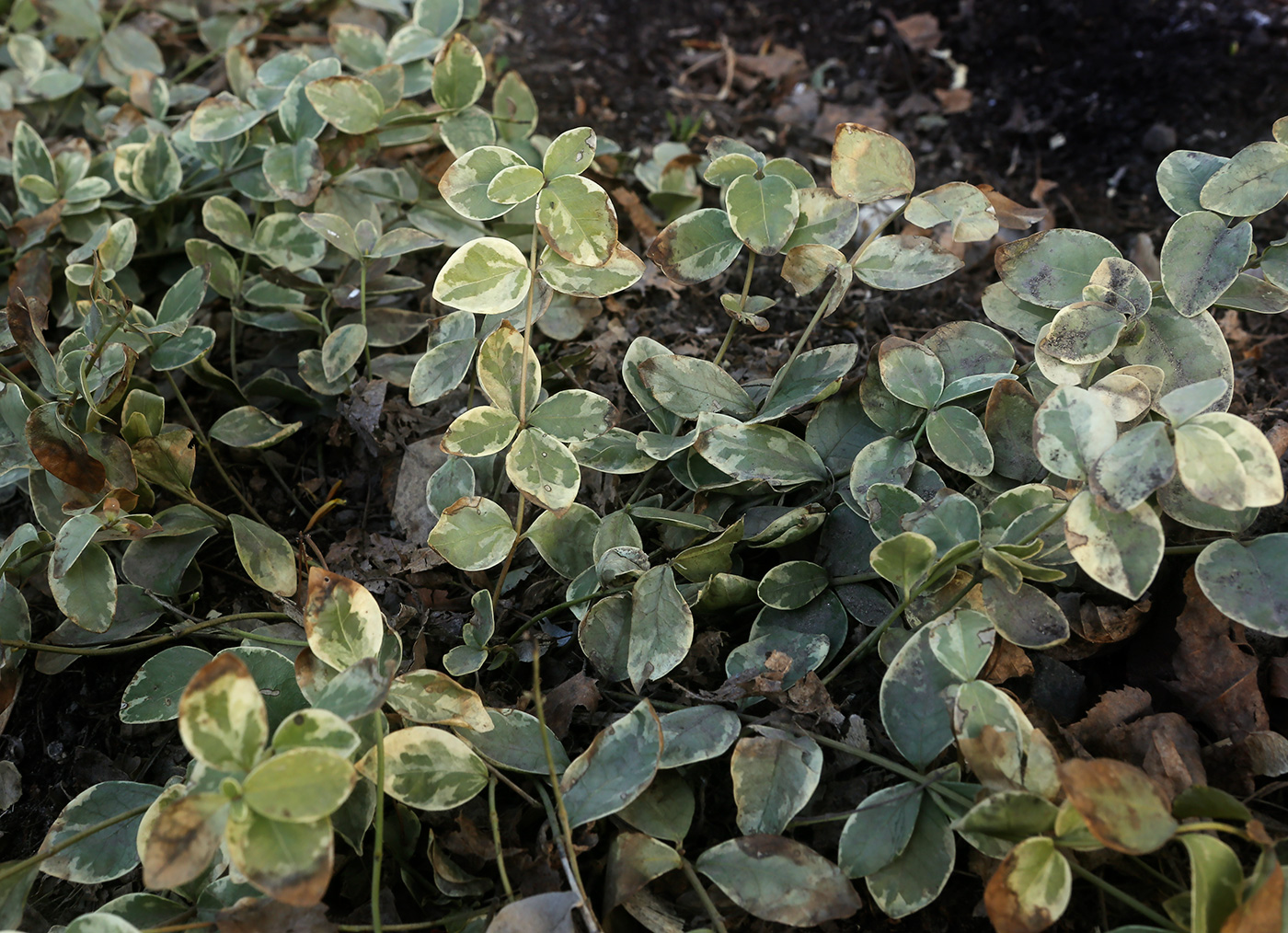 Изображение особи Vinca minor f. argenteo-variegata.