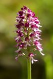 Orchis subspecies caucasica