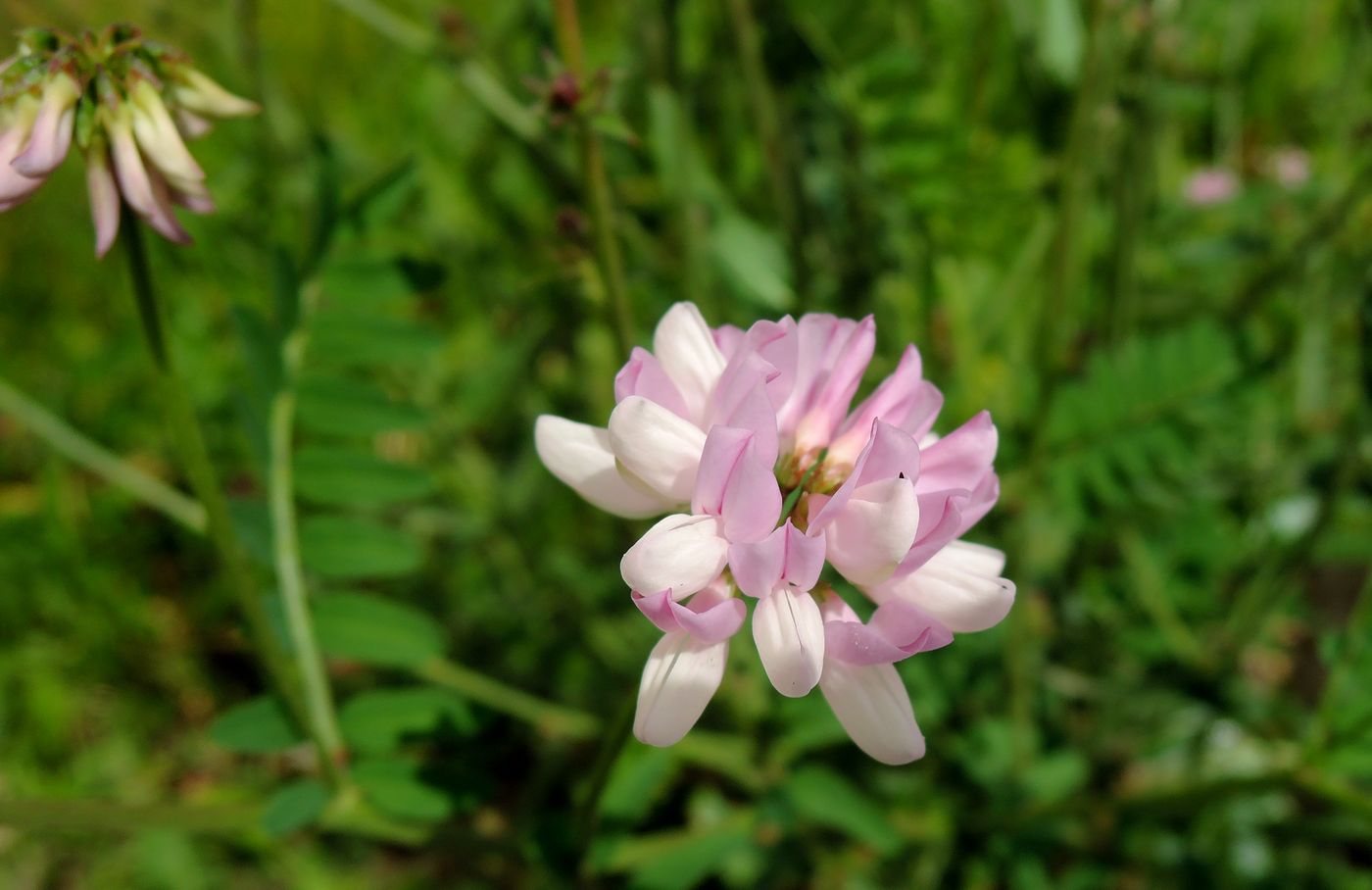 Image of Securigera varia specimen.