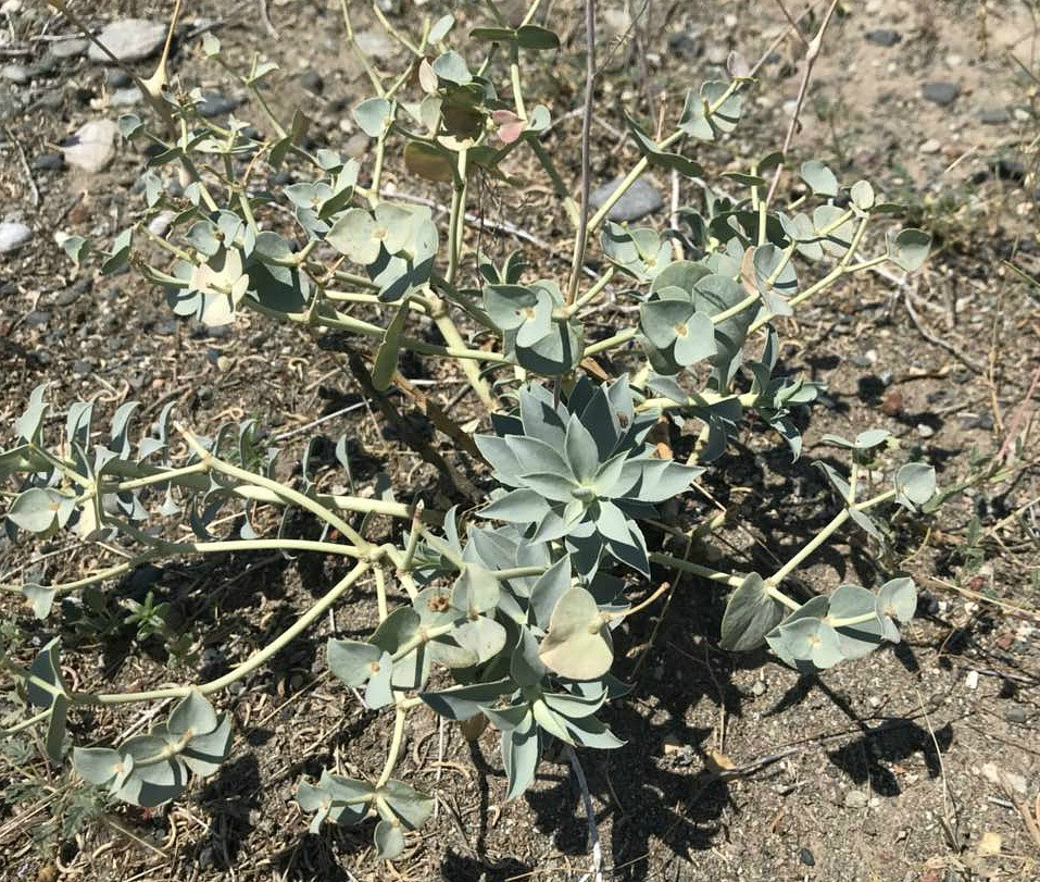 Image of Euphorbia marschalliana specimen.