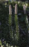 Lycopodium annotinum