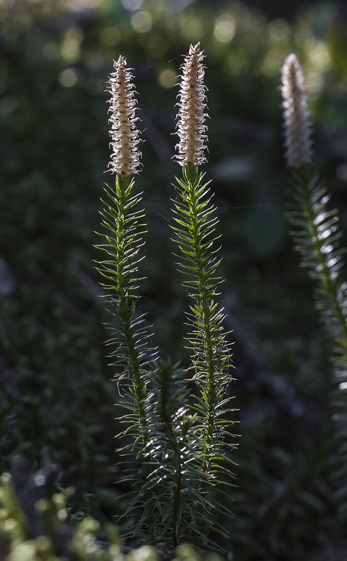 Изображение особи Lycopodium annotinum.