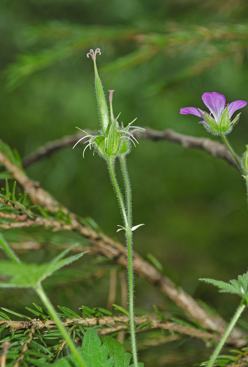 Изображение особи Geranium sylvaticum.