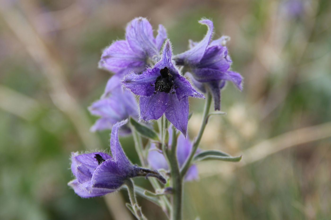 Image of Delphinium oreophilum specimen.
