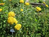 Achillea filipendulina