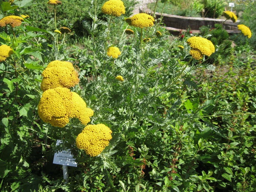 Image of Achillea filipendulina specimen.