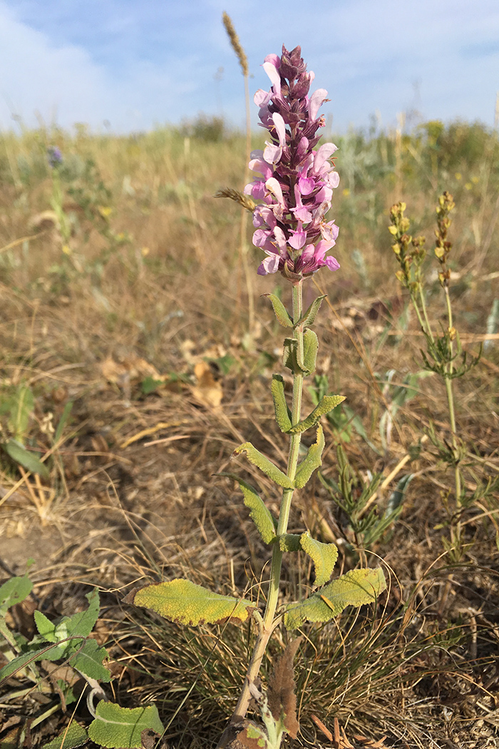 Image of Salvia tesquicola specimen.