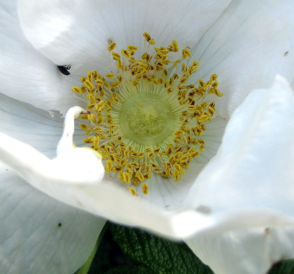 Изображение особи Rosa rugosa.