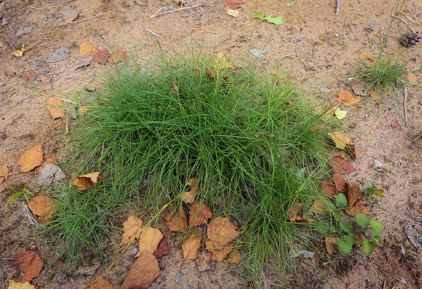 Image of Eremogone saxatilis specimen.