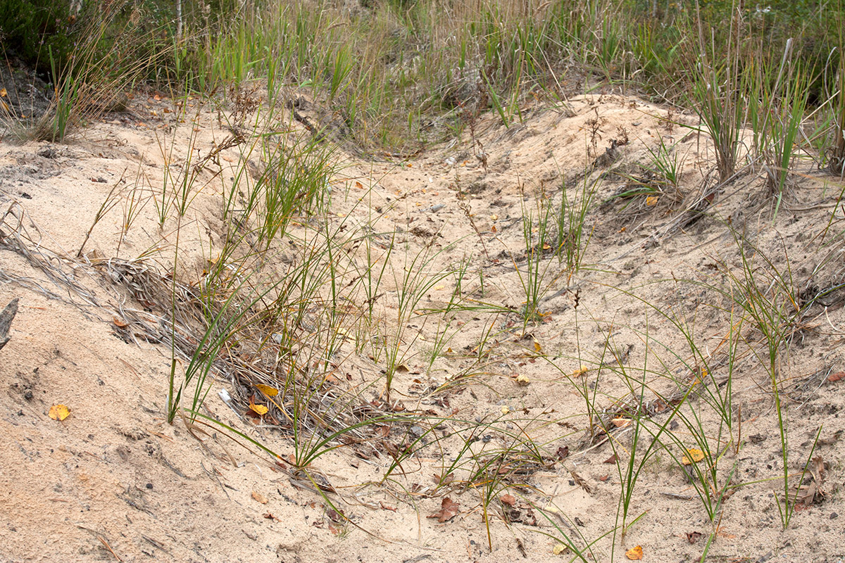 Изображение особи Carex arenaria.