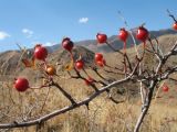 Rosa platyacantha. Ветвь с плодами. Казахстан, Западный Тянь-Шань, Киргизский хр., ущ. Кара-Арча, ≈ 1100 м н.у.м., пологий степной склон зап. экспозиции. 22 сентября 2018 г.