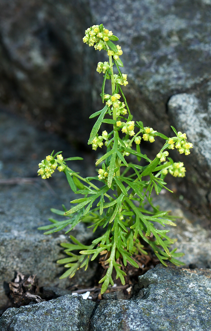 Изображение особи Artemisia aurata.