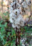 Solidago virgaurea. Часть соплодия. Московская обл., окр. Электрогорска, урочище Белый Мох, опушка смешанного леса. 13.10.2018.