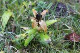 genus Gentiana