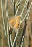 Sisyndite spartea