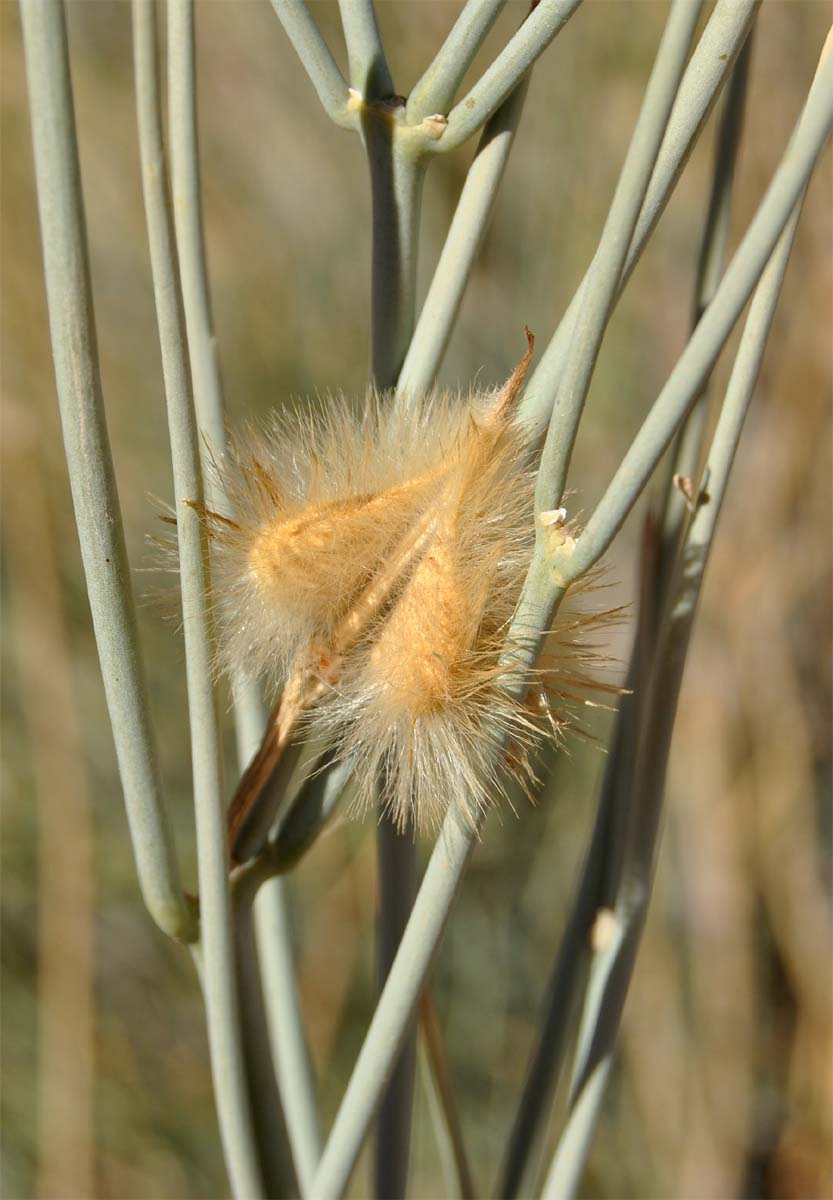 Image of Sisyndite spartea specimen.