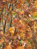 Sorbus roopiana. Ветви с соплодиями. Горный Крым, Бабуган-Яйла. 3 октября 2010 г.