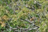 Juniperus oblonga