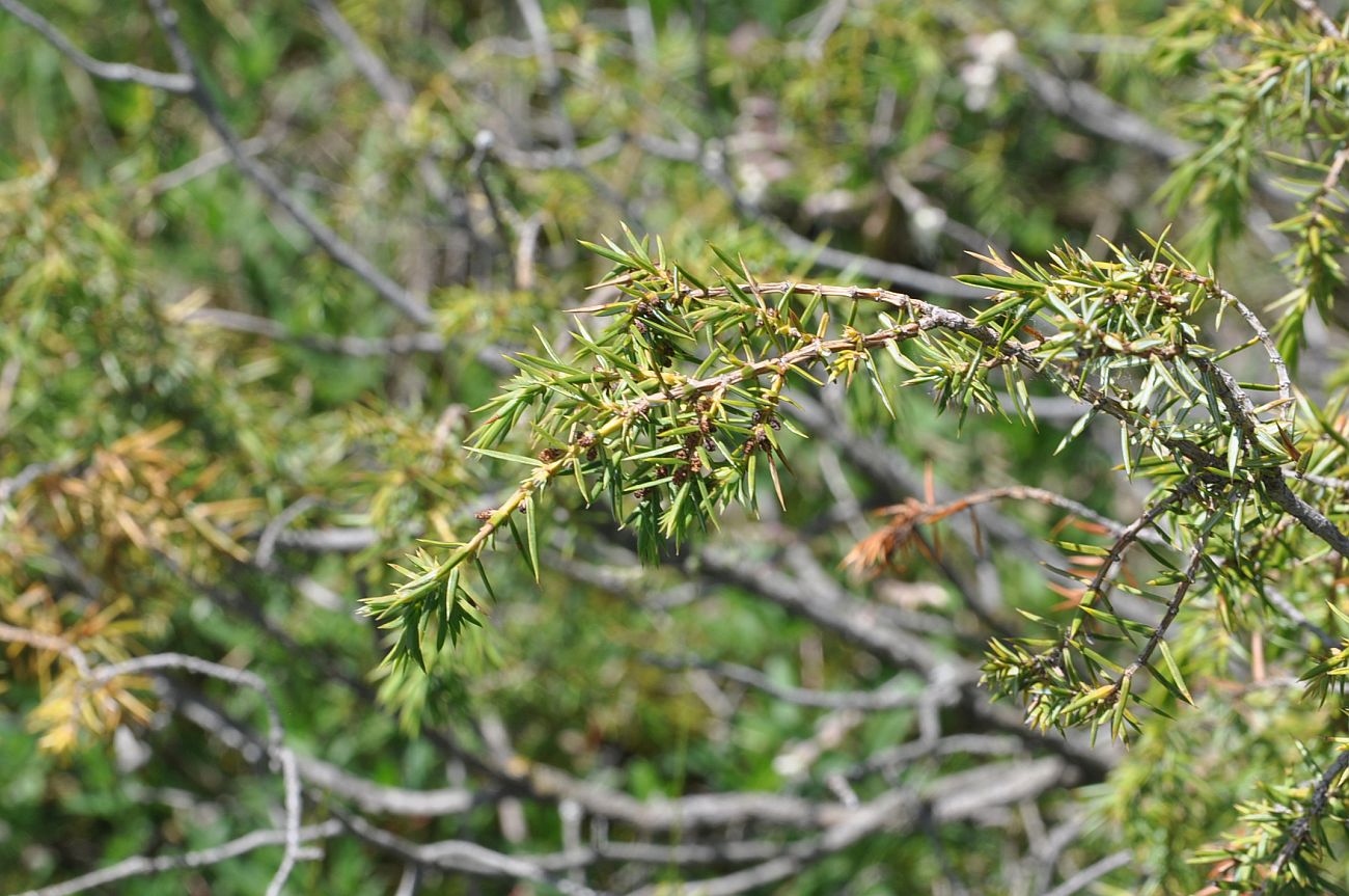 Image of Juniperus oblonga specimen.