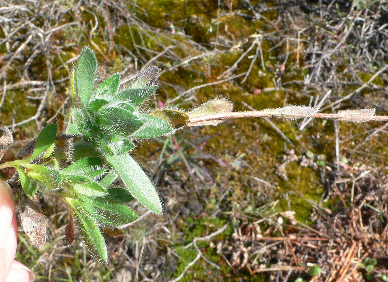 Изображение особи Eritrichium villosum.