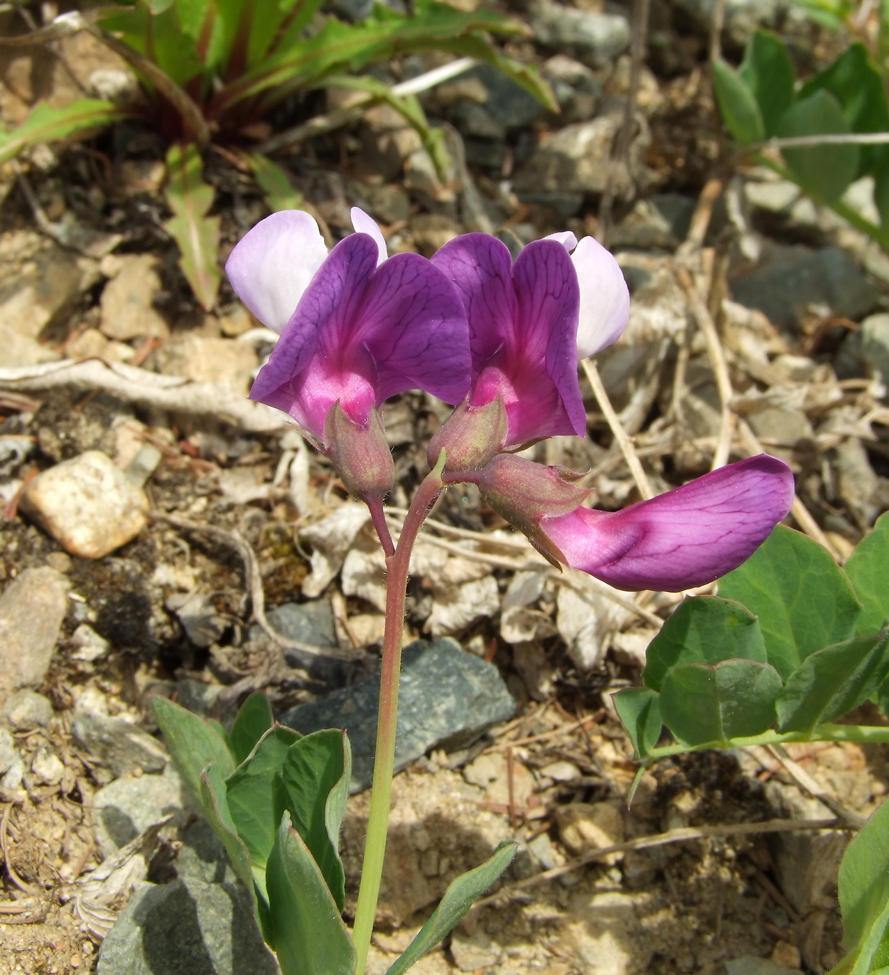 Image of Lathyrus japonicus specimen.