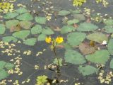 Utricularia macrorhiza