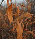 Salix krylovii