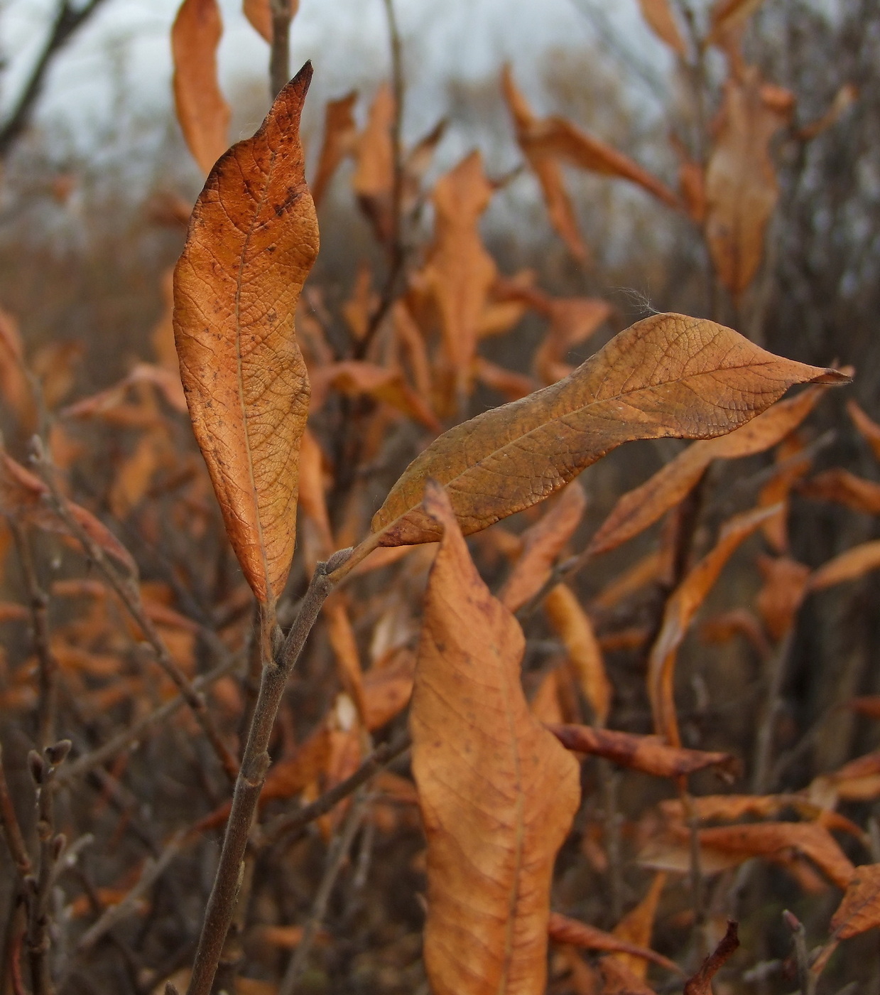 Изображение особи Salix krylovii.