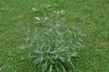 Cynoglossum officinale. Цветущее растение. Грузия, Боржоми-Харагаульский национальный парк, дно долины руч. Квабисхеви, ≈ 950 м н.у.м, край луга, берег ручья. 26.05.2018.