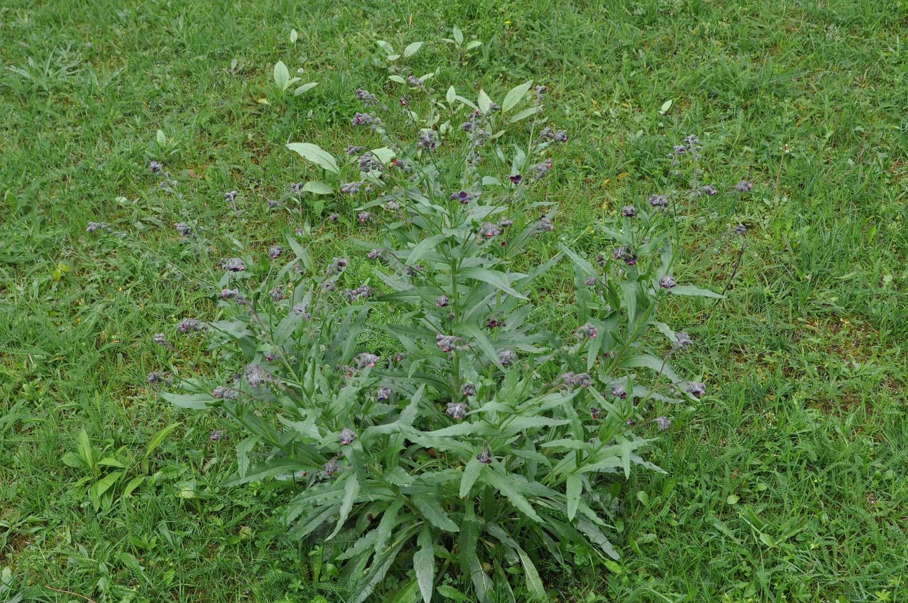 Изображение особи Cynoglossum officinale.