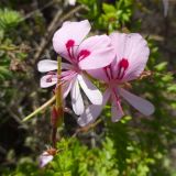 Pelargonium crispum