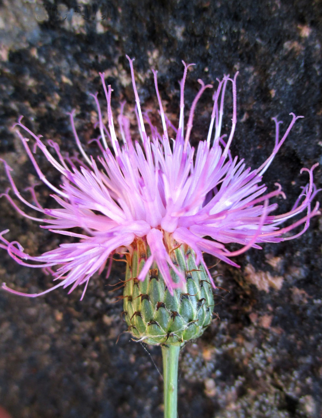 Image of Klasea marginata specimen.