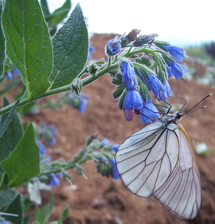 Изображение особи Symphytum caucasicum.